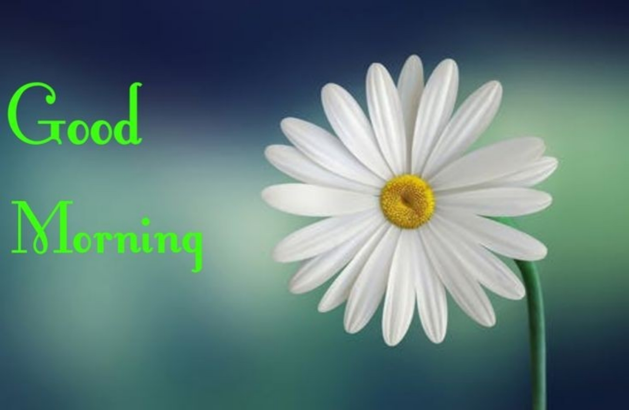 good morning have a nice day
