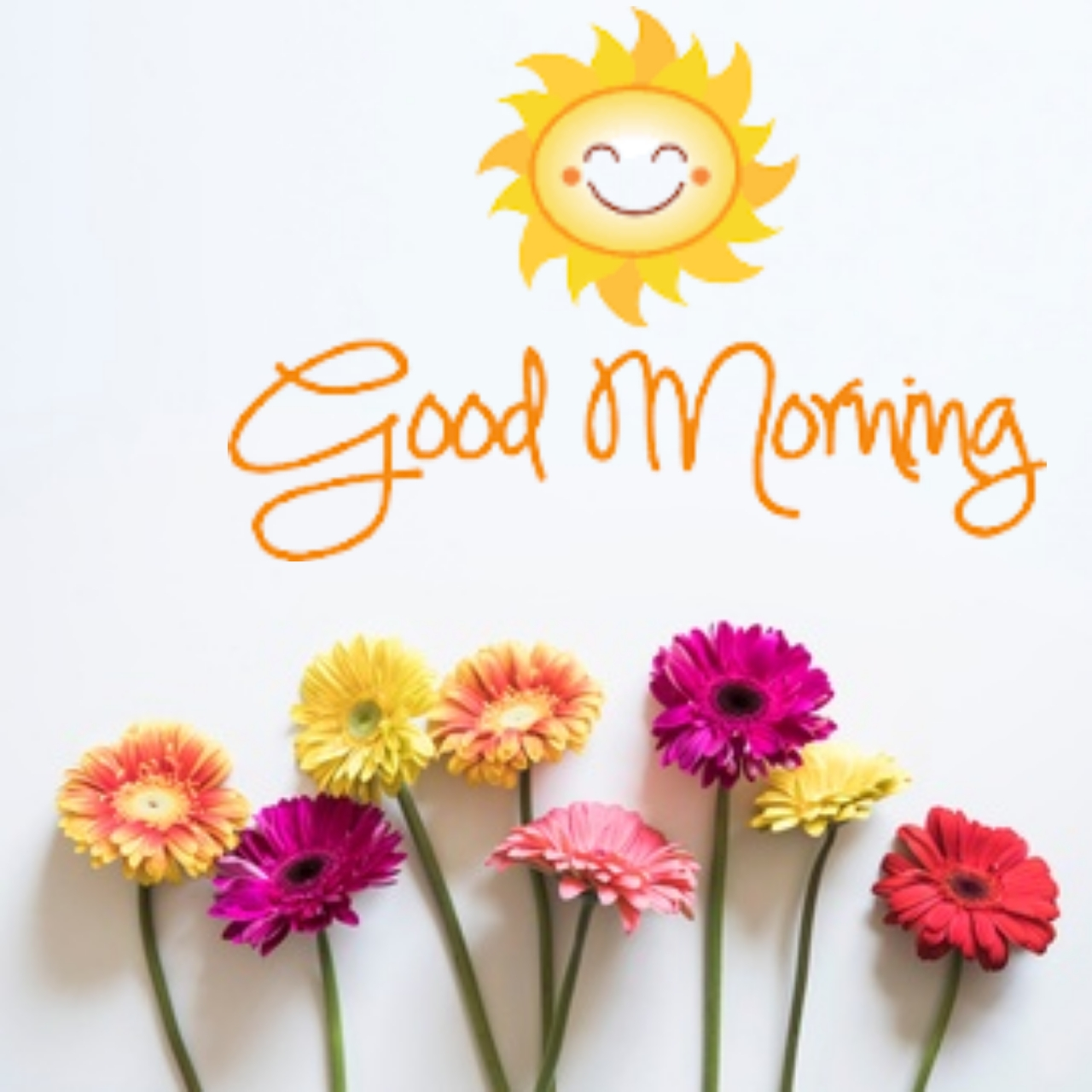 good morning have a nice day