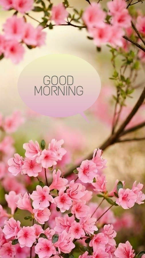 good morning have a nice day