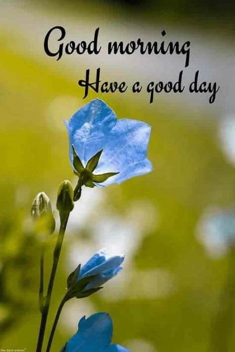 good morning have a nice day