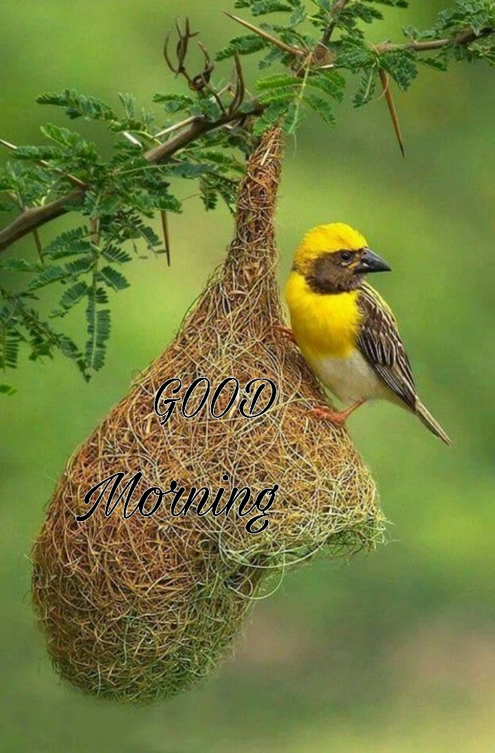 good morning have a nice day