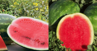 Watermelon: Nature's Juicy Refreshment